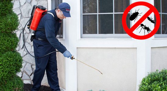 Kulu Karınca İlaçlama böcek ilaçlama ve haşere kontrolü — ilaclama-tr.com